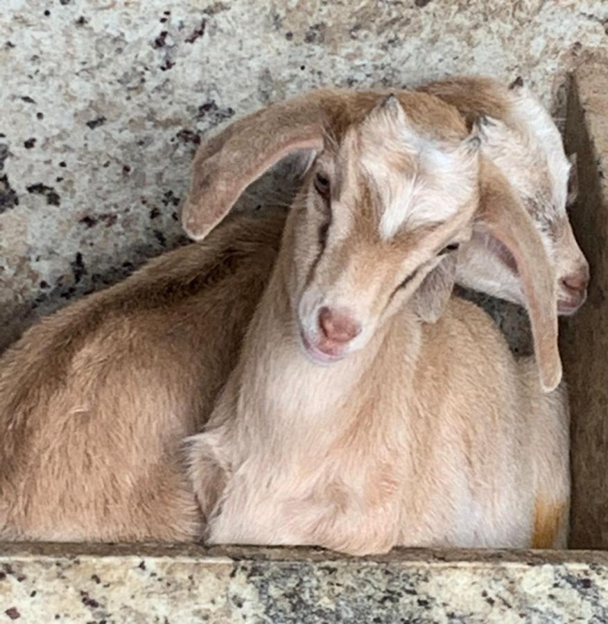 Pousada Fazendinha Unamar Cabo Frio Exteriör bild